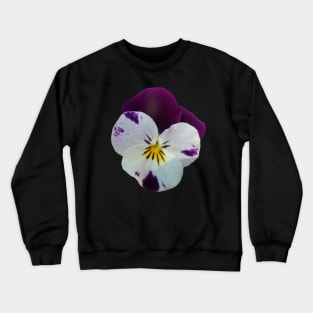 colorful purple pansy, violets, pansies, viola Crewneck Sweatshirt